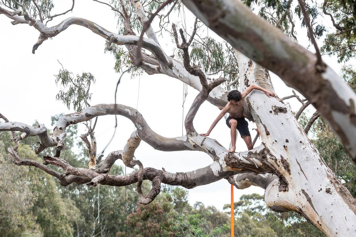 How to Use Tree Climbing Gear: A Climber’s No-BS Guide to Tricams, Safety, and Not Ending Up in the ER