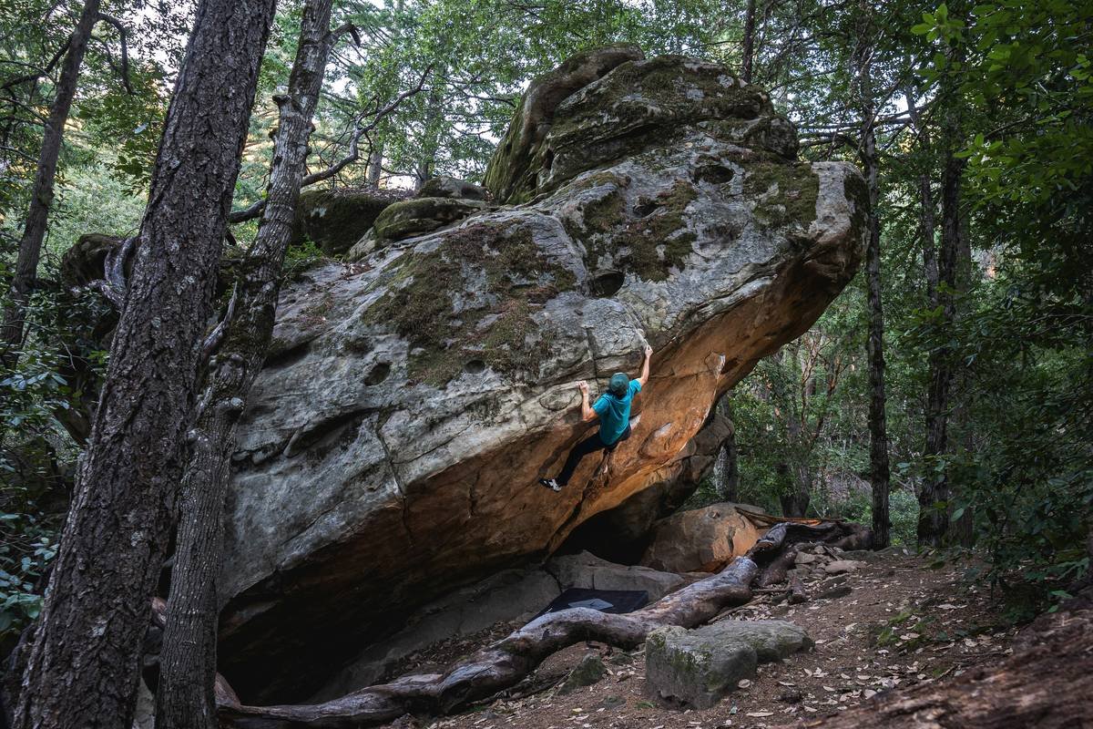 Why Your Next Forest Climb Fails Without Proper Tricams—and How “The Forest Climbing Gear” Solves It